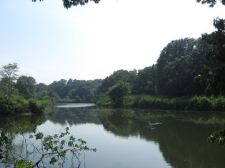 river%20scene.JPG