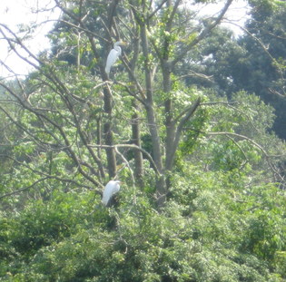 two%20birds%20in%20tree.JPG
